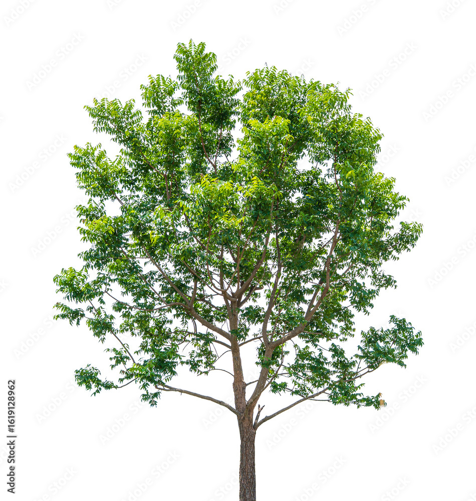 Obraz premium tree isolated on transparent background, PNG Format