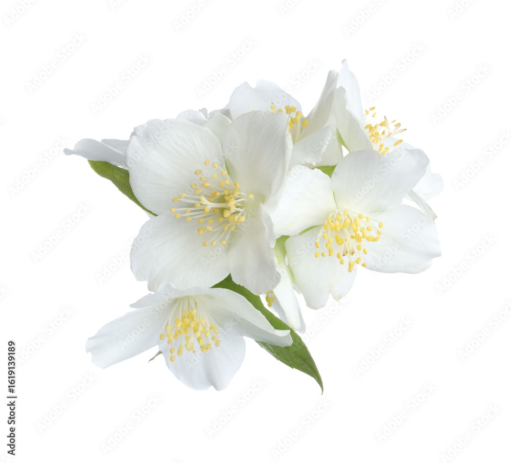 Fototapeta premium Beautiful jasmine flowers with green leaves isolated on white