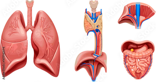 Human Anatomy Organs Illustration Displaying Various Bodily Structures and Systems for Medical Learning