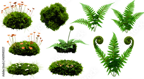 Variety of Mosses and Ferns on Isolated White Background for Botanical Illustration