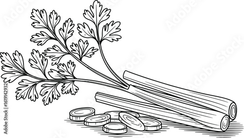 Hand drawn illustration of fresh celery stalks and seeds on a white background