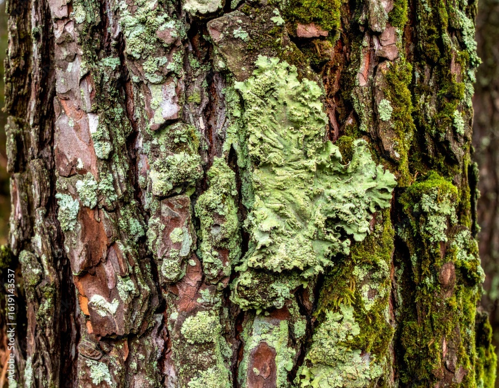Fototapeta premium Close Up of Tree Bark with Green Moss and Lichen in Natural Light and Wood