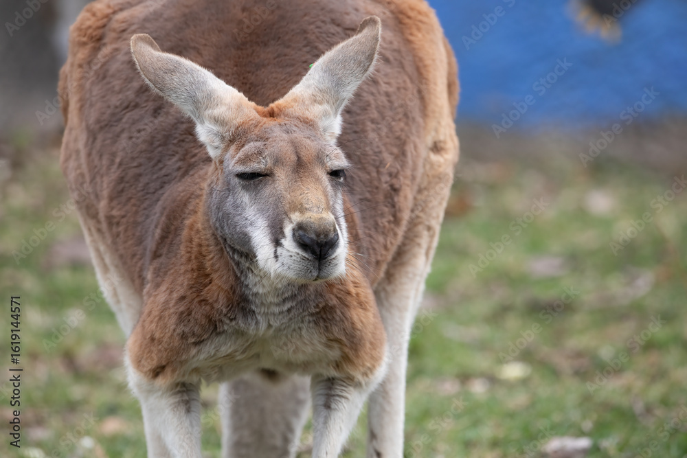 Fototapeta premium Red Kangaroo Close-Up Wildlife Photography, Macropus rufus