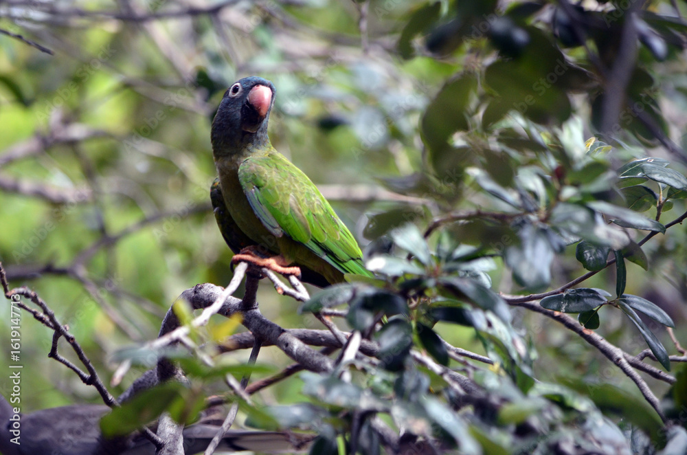 Obraz premium Blue Green Parrot Perched in a Treetop