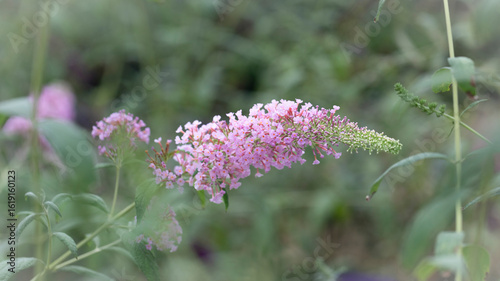 Beautiful pink bloom. Buddleja japonica, dense butterfly bush in natural background. Natural environment. Horizontal format. 