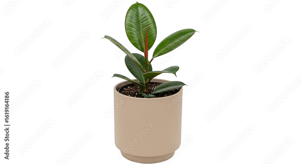 Fototapeta premium Rubber tree plant thrives indoors