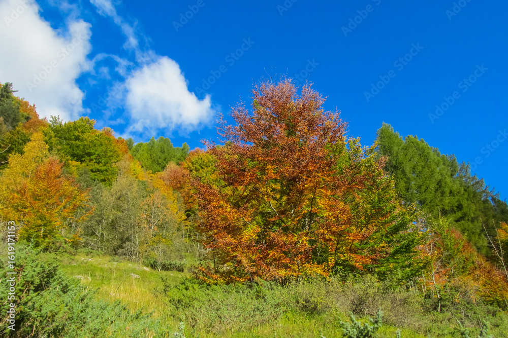Fototapeta premium Autumn forest trees in Pyrenees mountains colorful foliage, mountain landscape, and natural scenery. Seasonal nature yellow leaves. Area for hiking, tourism, and photography of vibrant woodland views