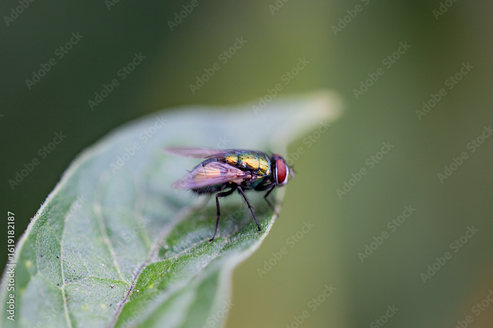 Naklejka premium fly stands on leaf