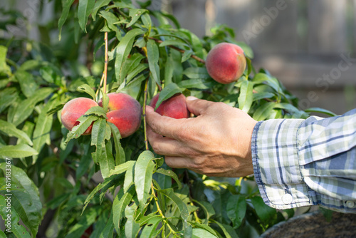 Close up of man hand picking ripe peaches from tree. Horizontal formant. 