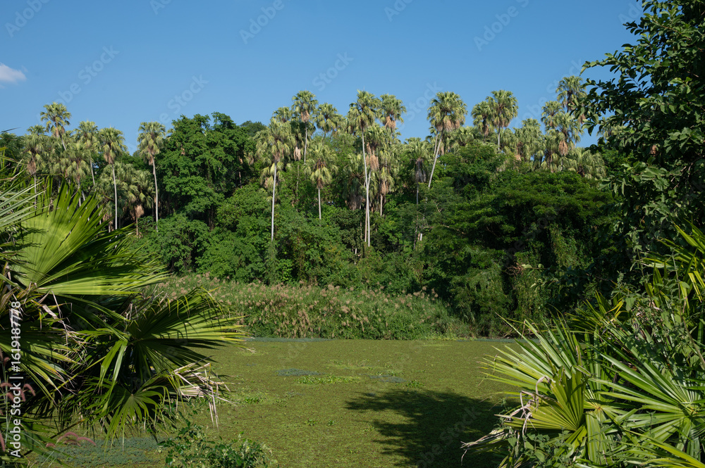 Obraz premium Scenery view of Khamchanod forest in Udon Thani province a place where Thai people go there to worship the naga and ask for good health prosperity in life.