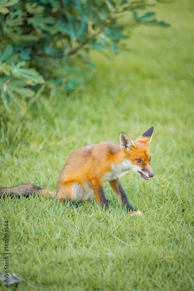 Fototapeta premium A European Red Fox in a rural Australian backyard