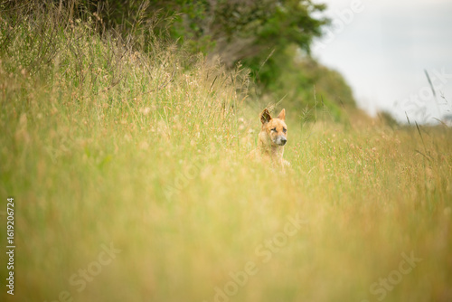 Curious dingo in long grass by the side of rural road