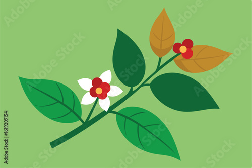 broccoli plant growing in soil with cross sbection 