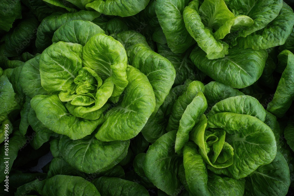 Obraz premium Fresh, vibrant green lettuce heads arranged closely in a farm setting, showcasing healthy growth