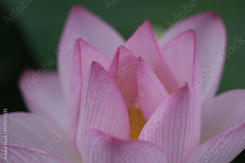 開花始めの蓮クローズアップ