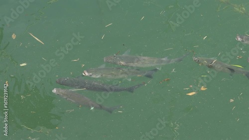 Wallpaper Mural Close up of multiple fish swimming in the Mediterranean sea Torontodigital.ca