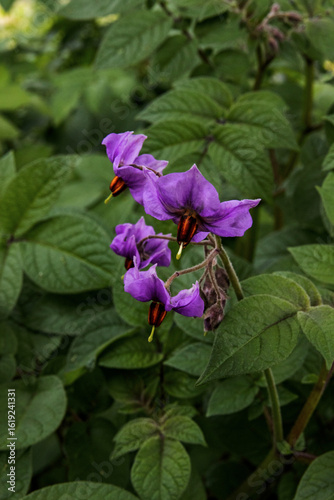 night shade blossoms surrounded by lush green leaves