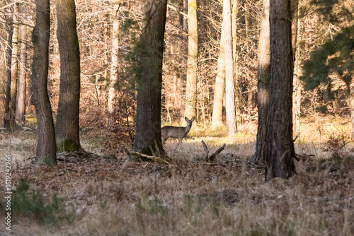 Fototapeta Naklejka Na Ścianę i Meble -  jeleń między drzewami w lesie