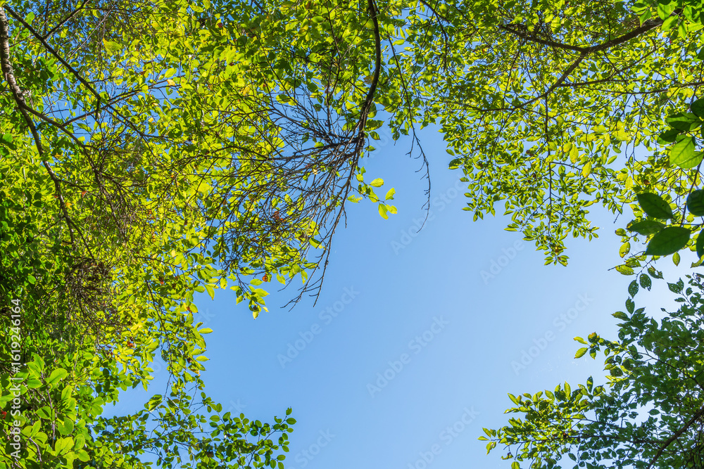Fototapeta premium 夏の風景 森から見上げた青空と木々08