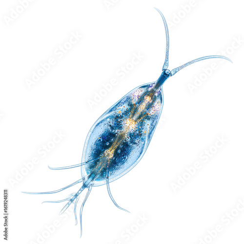 A detailed, magnified view of a rotifer, showcasing its translucent body, internal organs, and delicate cilia., flat icon style