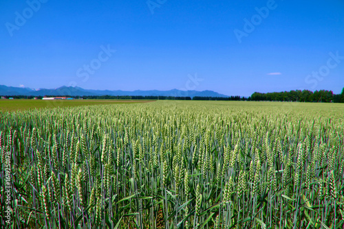 麦畑・北の大地（北海道・帯広市）