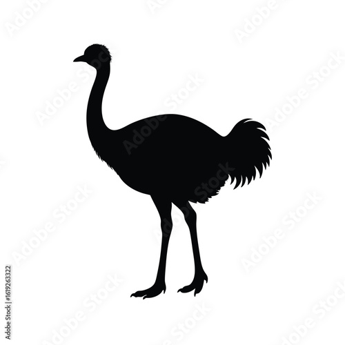 ostrich isolated on white background