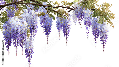 Wisteria blossoms cascade from branches