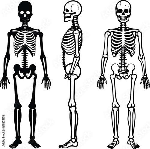 Vector illustration of a human skeleton with a skull and spine, perfect for anatomy, biology, or medical use