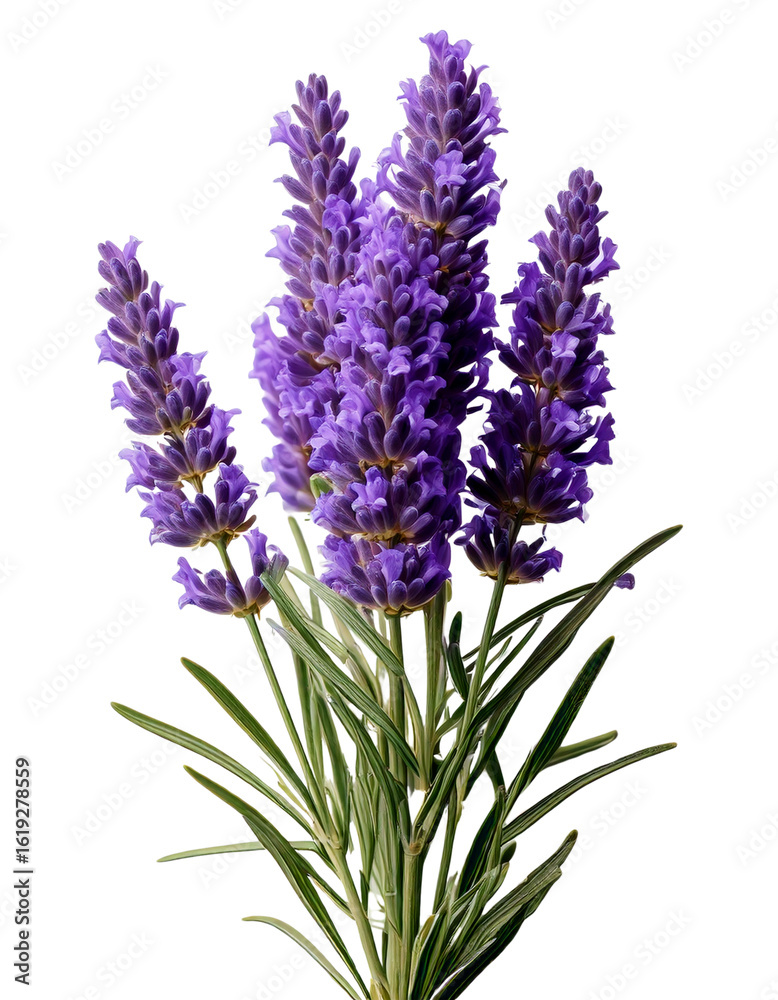 Fototapeta premium Vibrant purple lavender flowers against a stark transparent background