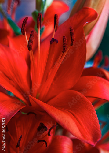 close up of an vibrant lily blossom 