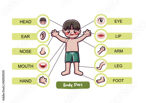 Human Body Parts for Kids Learning