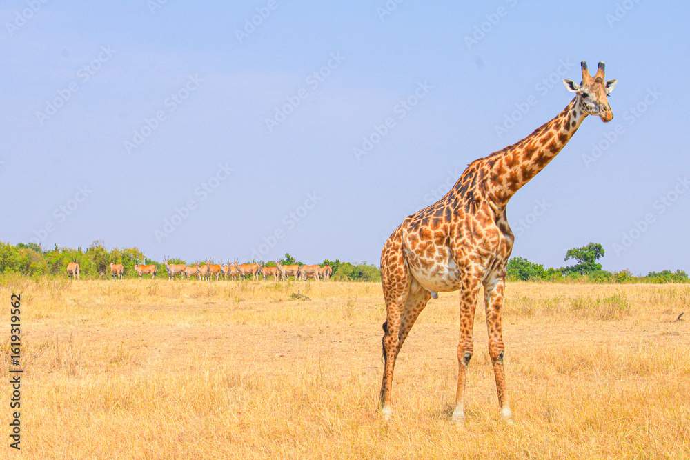 Obraz premium Giraffes browse in the African savanna