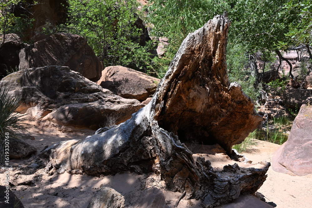 Obraz premium old dead tree