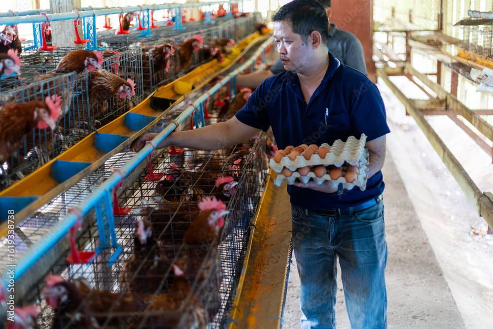 Obraz premium An farmer is working in a chicken coop, gathering fresh brown eggs from laying hens. collecting the eggs by hand . The facility is a commercial poultry farm focused on egg production.
