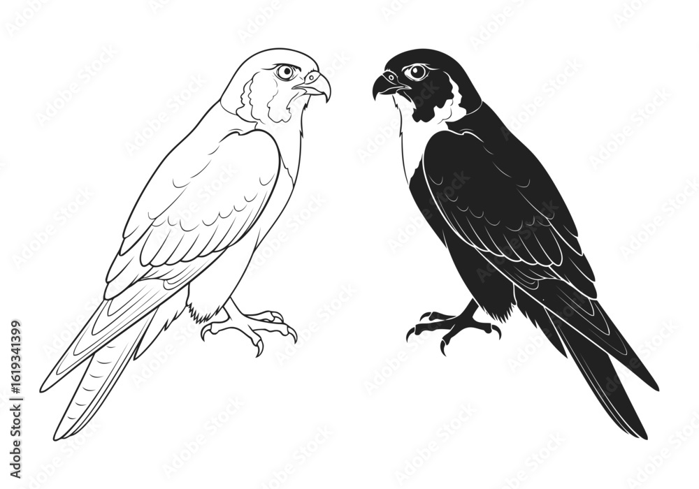 Obraz premium Vector art of two falcons, one outline and one black silhouette, isolated on white background