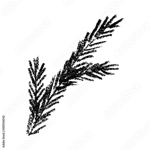 Hand drawn spruce branch clipart. Twig of coniferous tree doodle. Christmas and winter design element