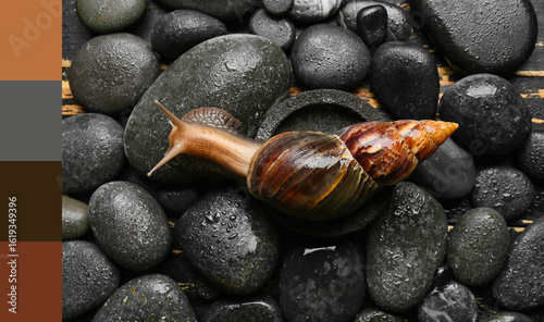 Giant Achatina snail on spa...