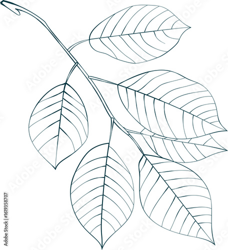 Hand drawn elm leaves isolated on white background. Line style vector illustration.