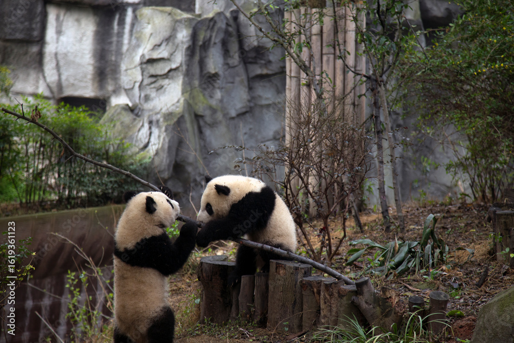 Obraz premium Playful Giant Pandas At Chengdu Breeding Center Joyful Animal Photography