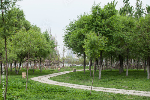 Fototapeta Naklejka Na Ścianę i Meble -  Lush Green Park Scene Photography Capturing Serene Outdoor Environment