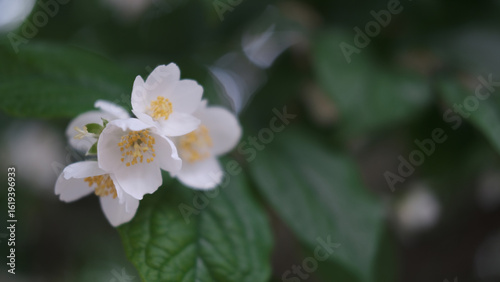 beautiful late cherry blossom against green leaves