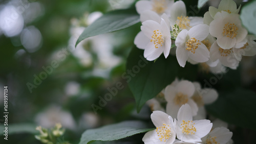 beautiful late cherry blossom against green leaves