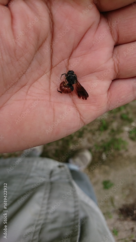 Obraz premium 2719)A bee with a red abdomen on a hand(Photo taken at 13:14 on september 23, 2017)Euaspis basalis