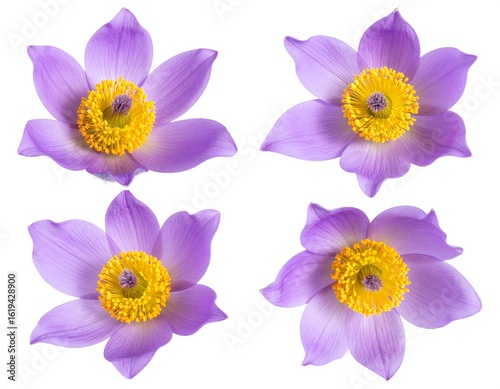 Four vibrant purple flowers, close-up