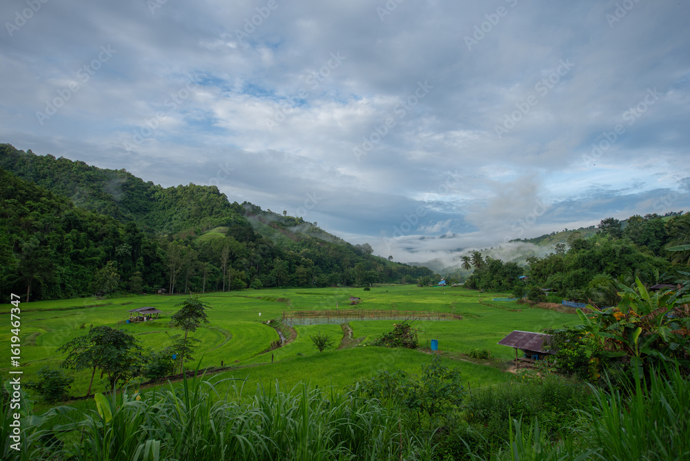 Obraz premium The view of abundant nature in the morning