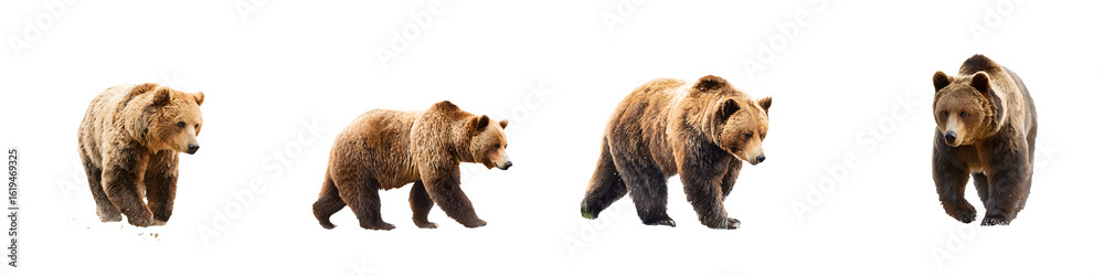 Fototapeta premium Walking Brown Bears Isolated - Wildlife Collection