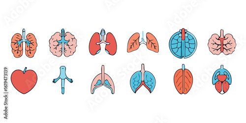 Collection of stylized human respiratory and circulatory system organs