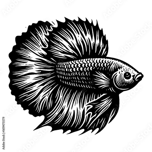 Isolated Betta Fish or Siamese Fighting Fish Side View Elegant Fins Black and White Outline Line Art Drawing
