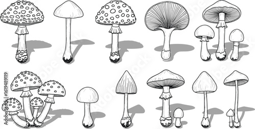 Hand drawn black and white mushroom illustrations, botanical fungi sketches, vintage forest mushrooms set, isolated nature elements, detailed mushroom art