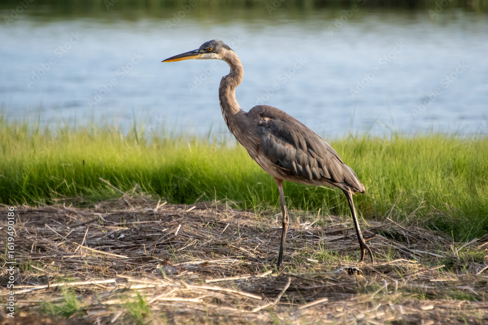 Fototapeta premium Great Blue Heron (Ardea herodias)